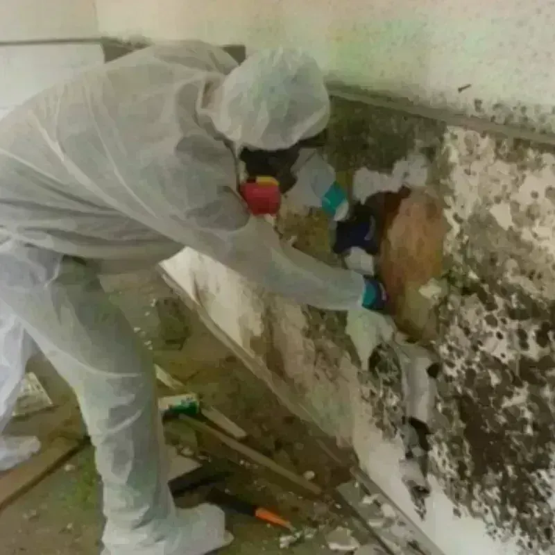 Mold Remediation and Removal in Drexel Hill, PA